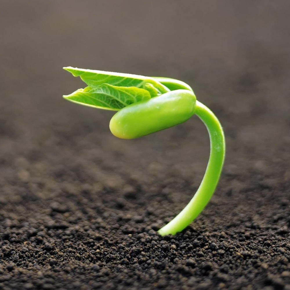 Meet your Posher, El